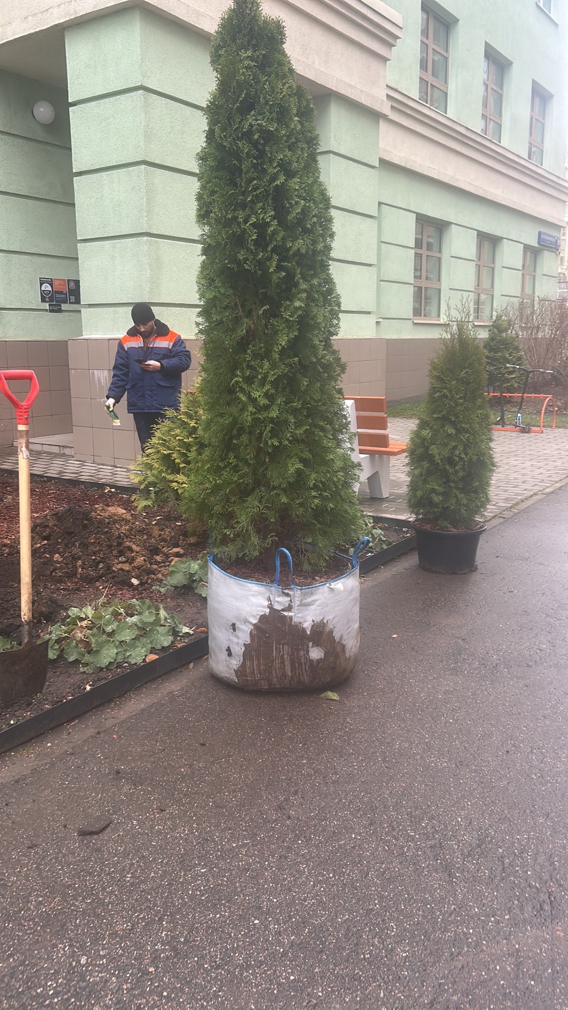 Посадка деревьев